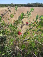 Image of western white honeysuckle