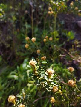 Imagem de Baccharis rhomboidalis Remy