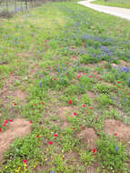 Image of annual phlox