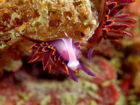 Image of Hermaea variopicta (A. Costa 1869)