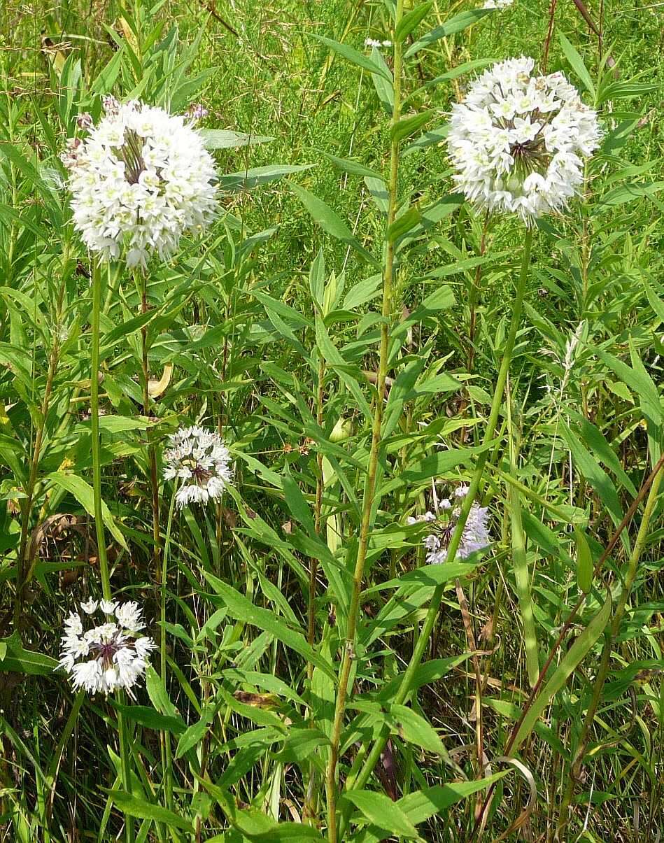 صورة Allium cernuum var. cernuum