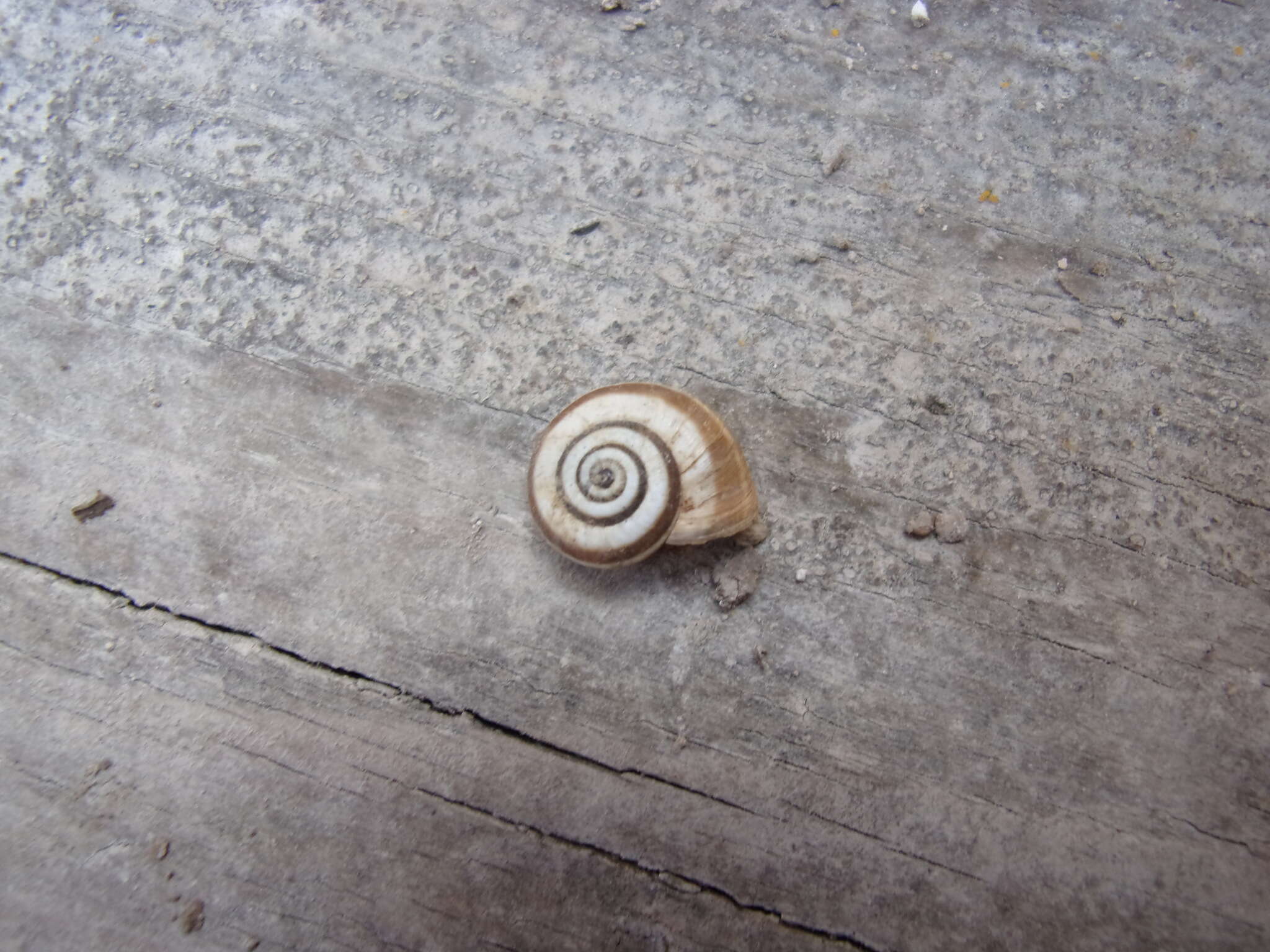 Image of dune snail