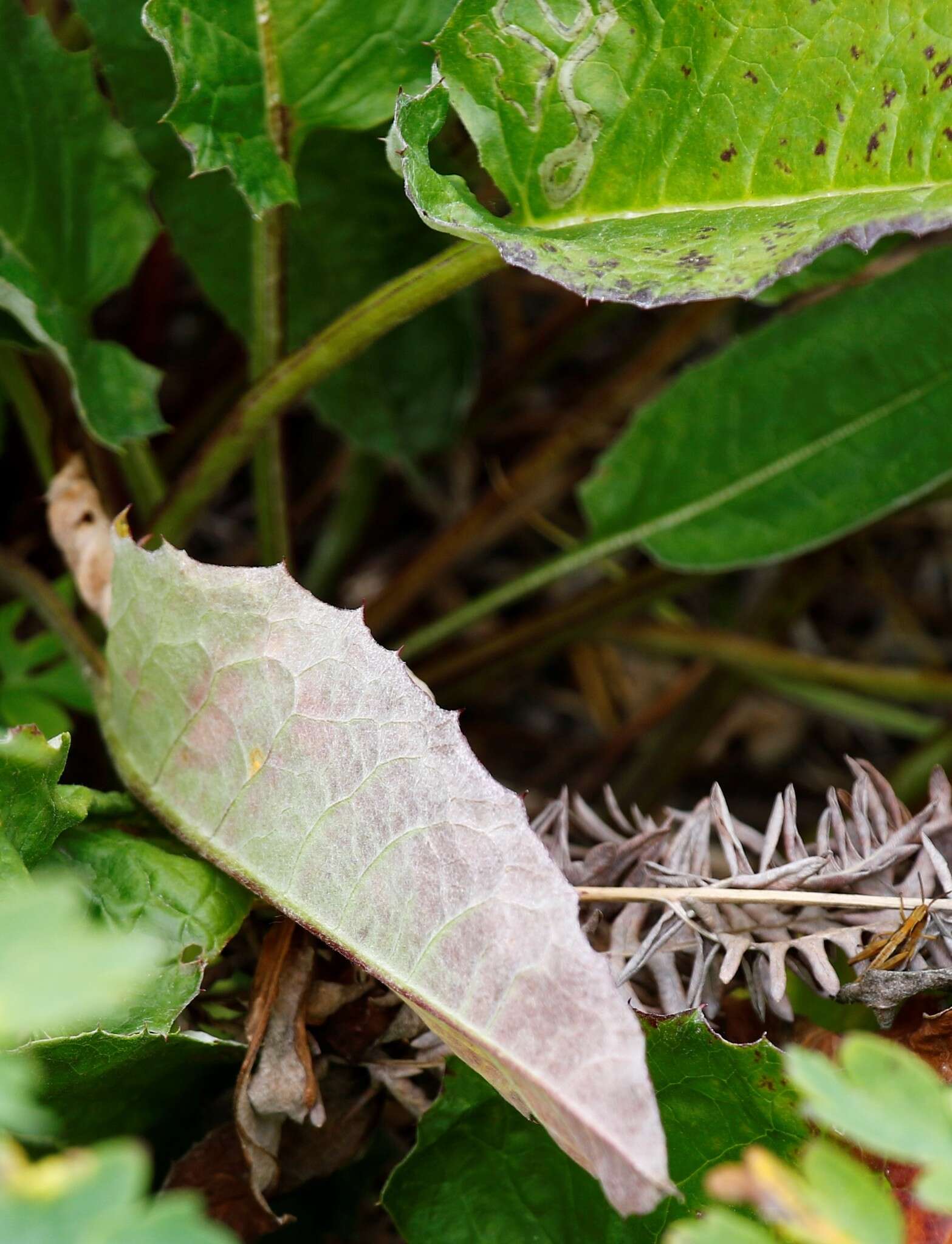 Image of Saussurea pseudotilesii Lipsch.