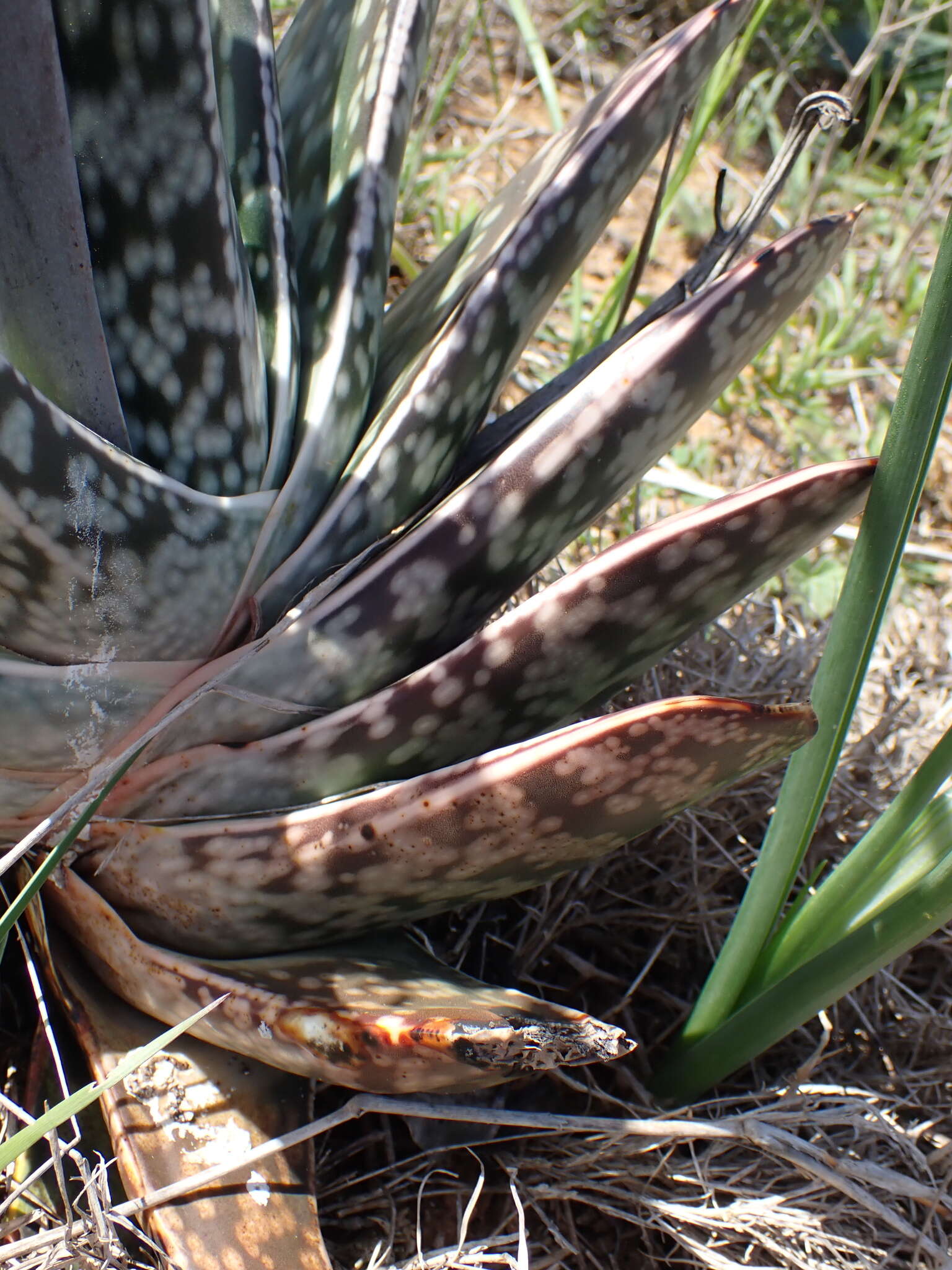 Image of Gasteria obliqua (Aiton) Duval