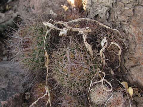 Image of Mammillaria bocensis R. T. Craig