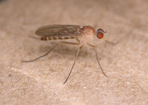 Image of <i>Apsilocephala longistyla</i> Krober 1914