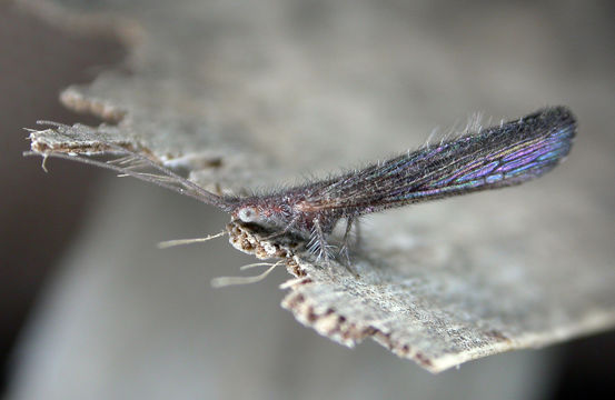 Image of Stenobiella