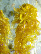 Image of <i>Sphagnum incundum</i>