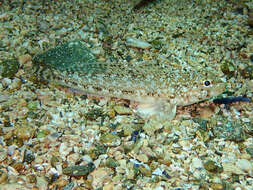 Image of Slender Goby