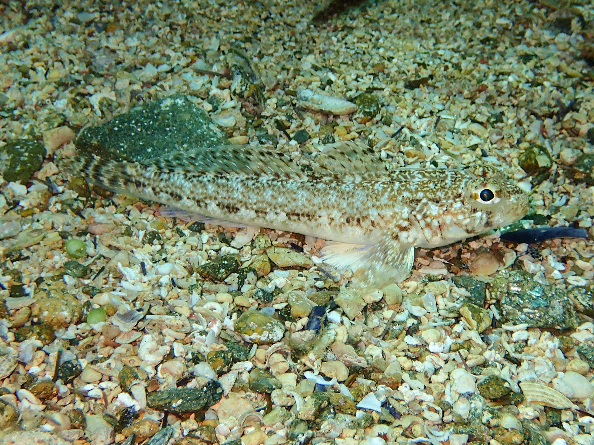 Imagem de Gobius geniporus Valenciennes 1837