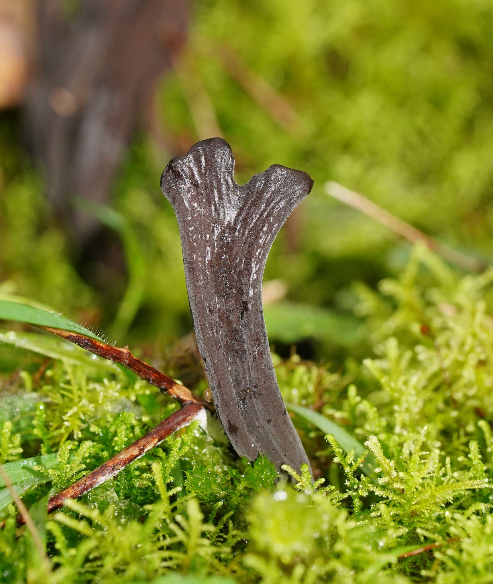 Image of Clavulina tasmanica (Berk. ex Cooke) Corner 1950