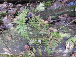 Image of spreading woodfern