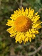 Image of Leucochrysum albicans subsp. albicans