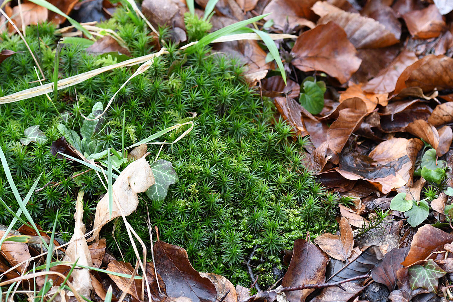 Слика од <i>Polytrichum formosum</i>