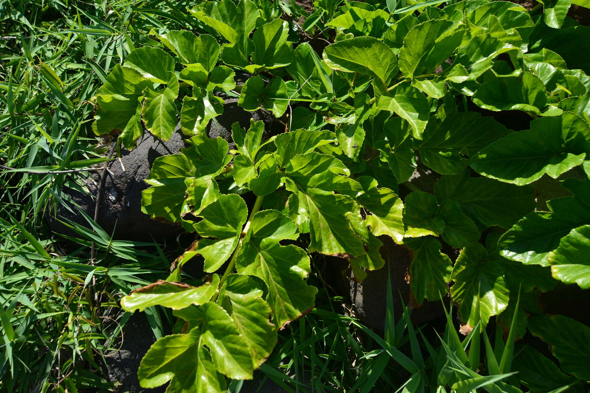 Image of Angelica hirsutiflora Liu, C. Y. Chao & Chuang