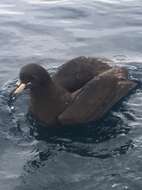 Image of Westland Black Petrel