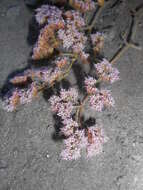 Image of Ben Lomond spineflower