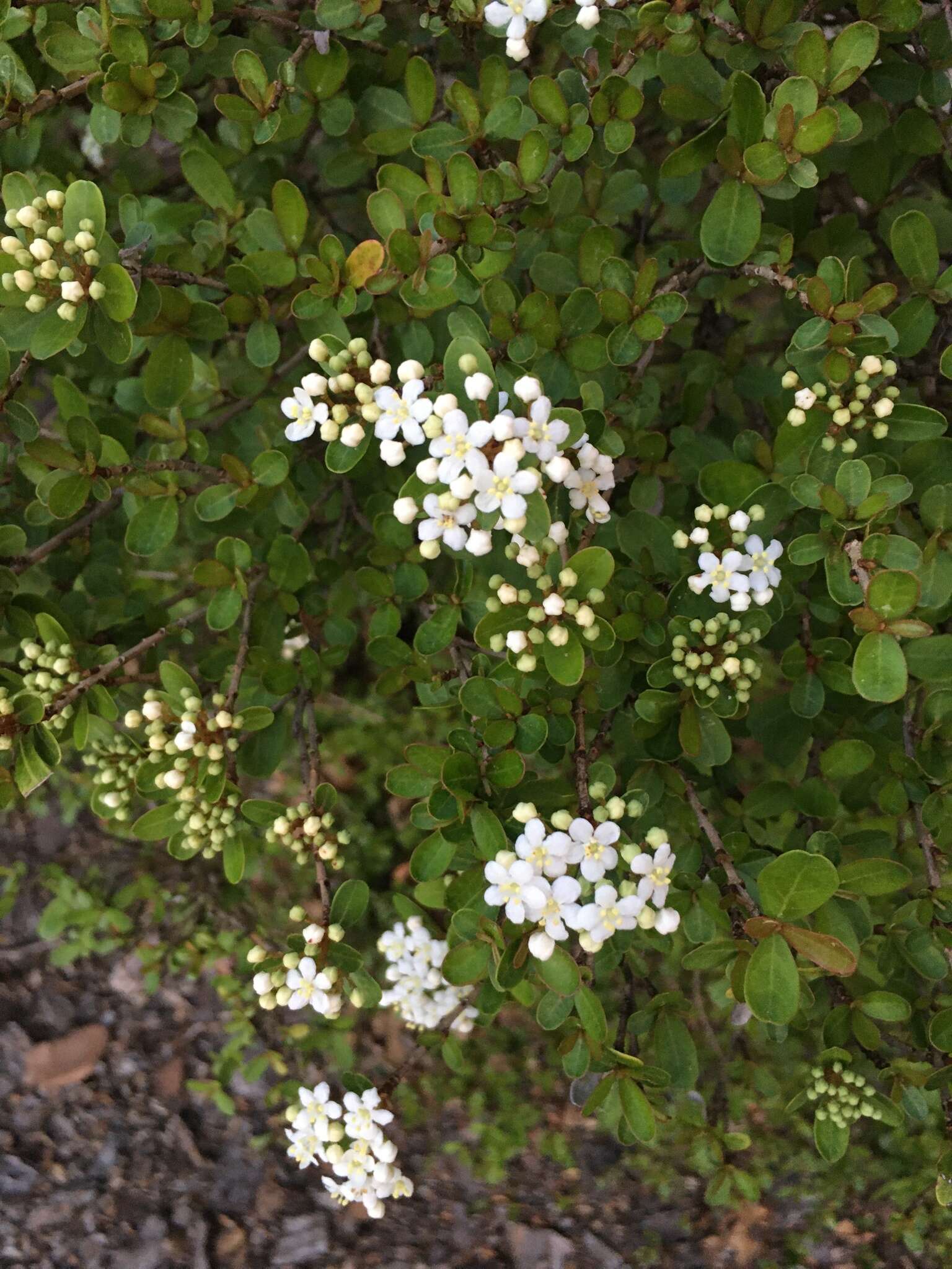 Image de Viburnum obovatum Walt.