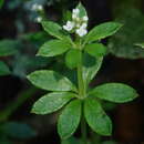 Image of Galium echinocarpum Hayata