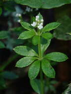 Galium echinocarpum Hayata resmi