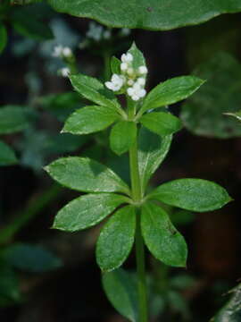 Plancia ëd Galium echinocarpum Hayata