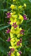 صورة Verbascum alpinum Turra