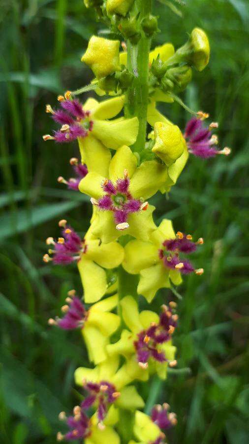 صورة Verbascum alpinum Turra