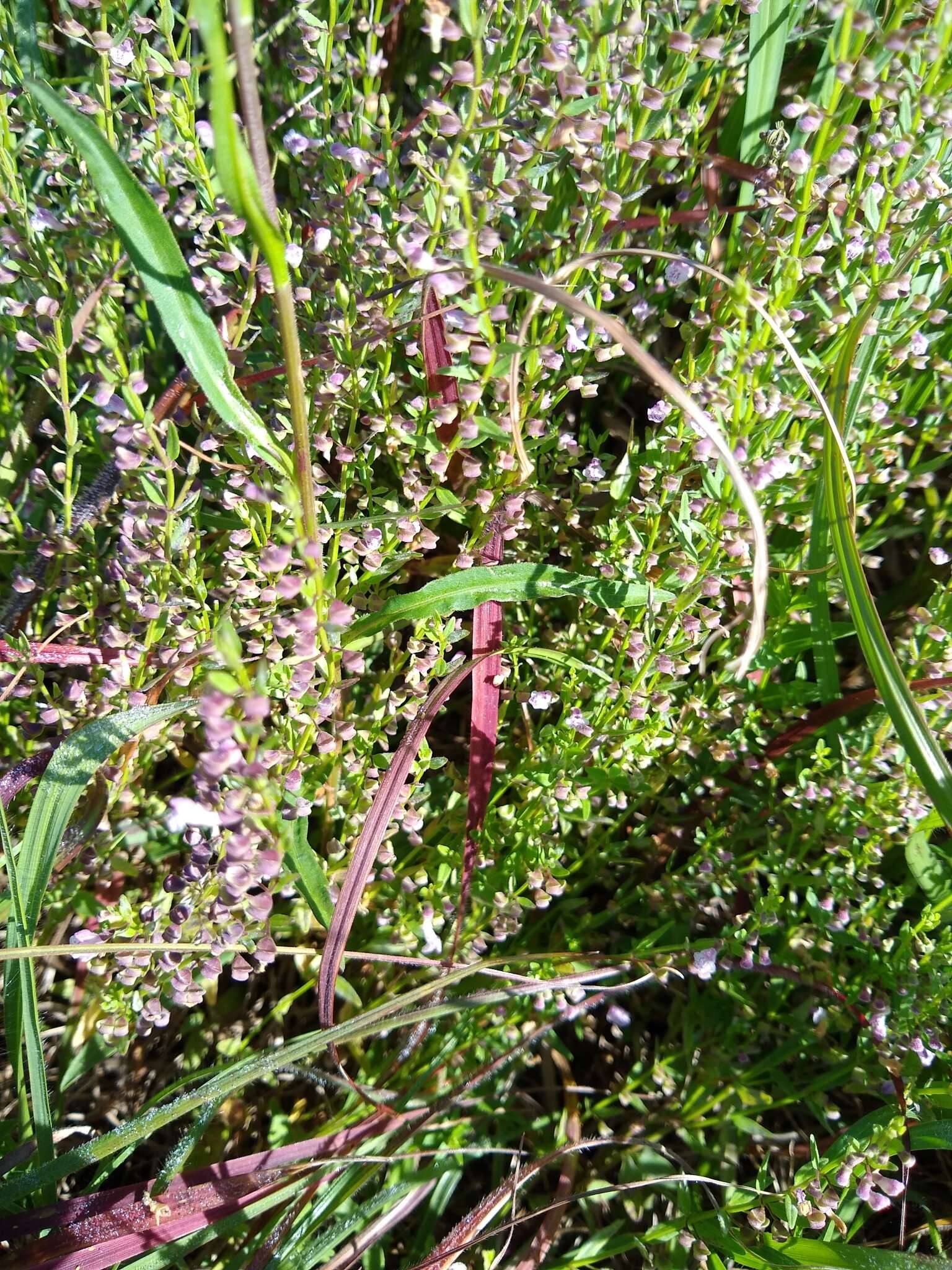 Image of South American Skullcap