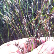 Sivun Restio capensis (L.) H. P. Linder & C. R. Hardy kuva