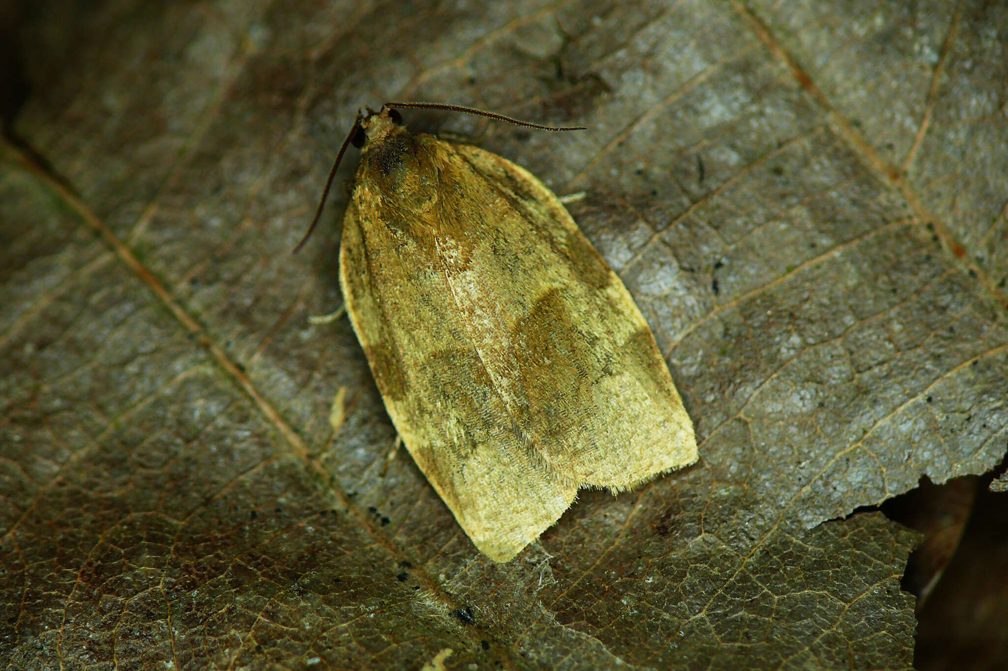 Imagem de Choristoneura hebenstreitella Müller 1764