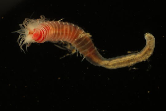 Image of <i>Trichobranchus hancocki</i> (Hartman 1955)