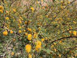 Слика од Vachellia farnesiana var. farnesiana