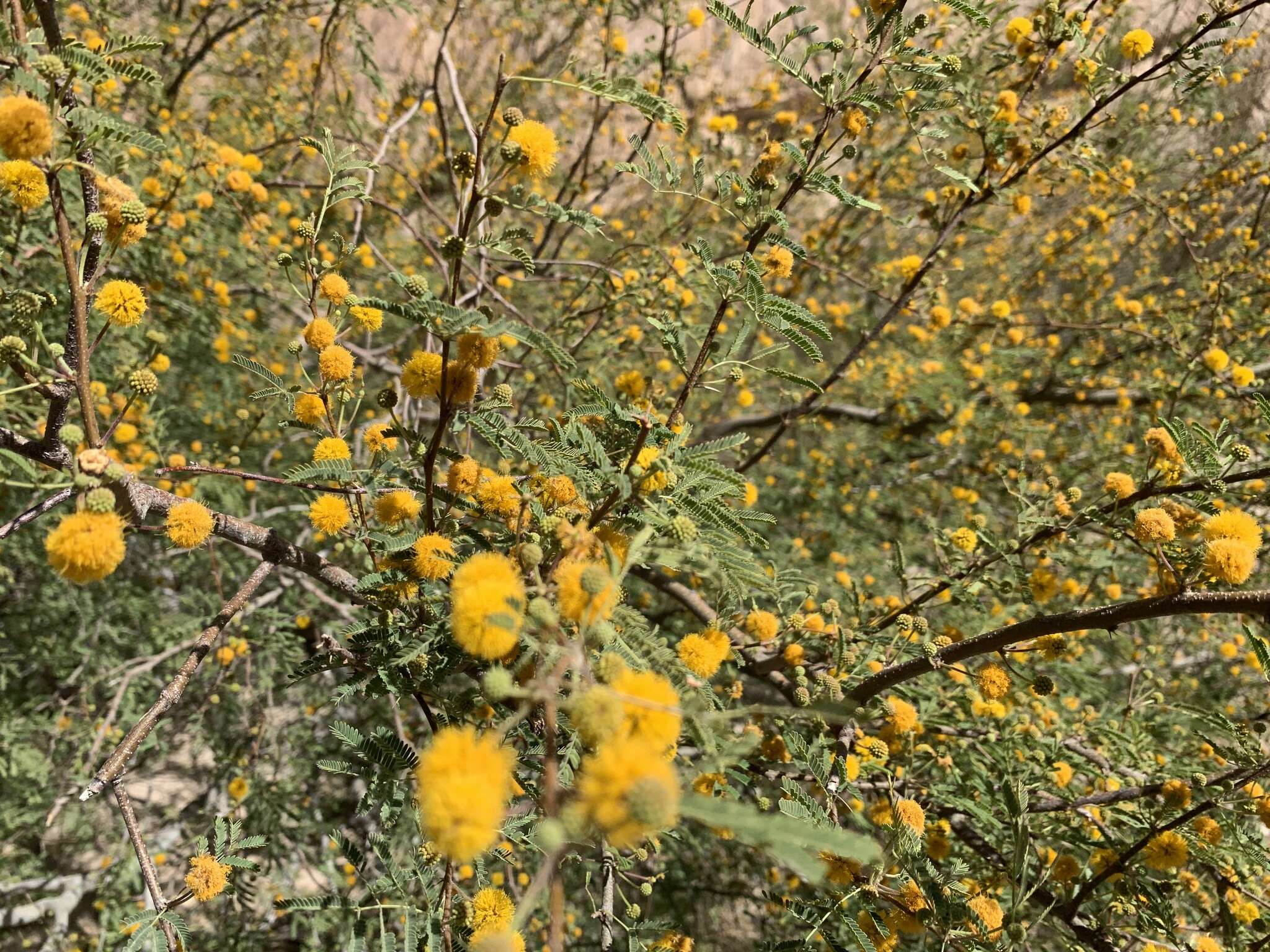 Image de Vachellia farnesiana var. farnesiana