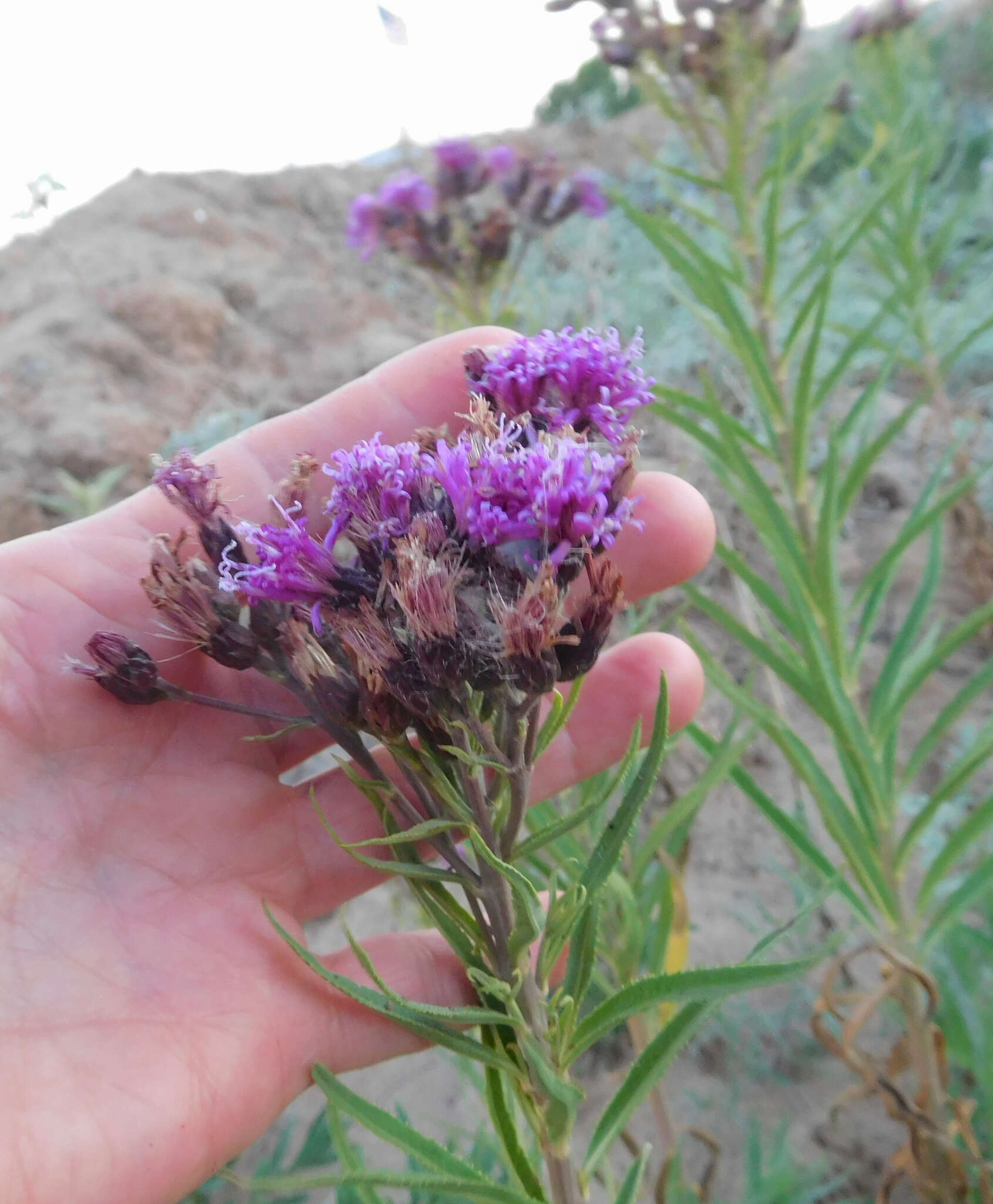 Image of Plains Ironweed