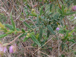 Image of Thomasia petalocalyx F. Müll.