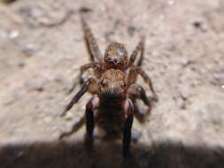 Image of Euophrys rufibarbis (Simon 1868)