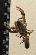 صورة Tityus fasciolatus Pessôa 1935