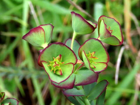 Image of Euphorbia genistoides P. J. Bergius