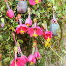 Image of Passiflora huamachucoensis L. K. Escobar