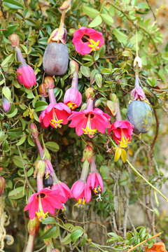 Image of Passiflora huamachucoensis L. K. Escobar