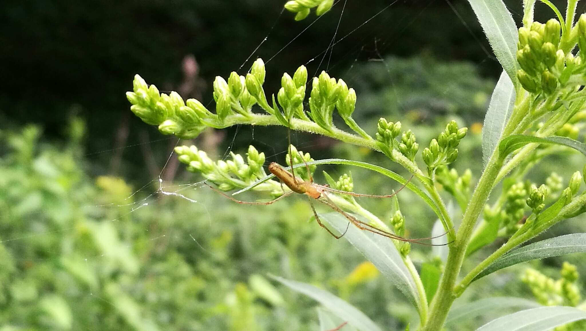 Image de Tetragnatha extensa (Linnaeus 1758)