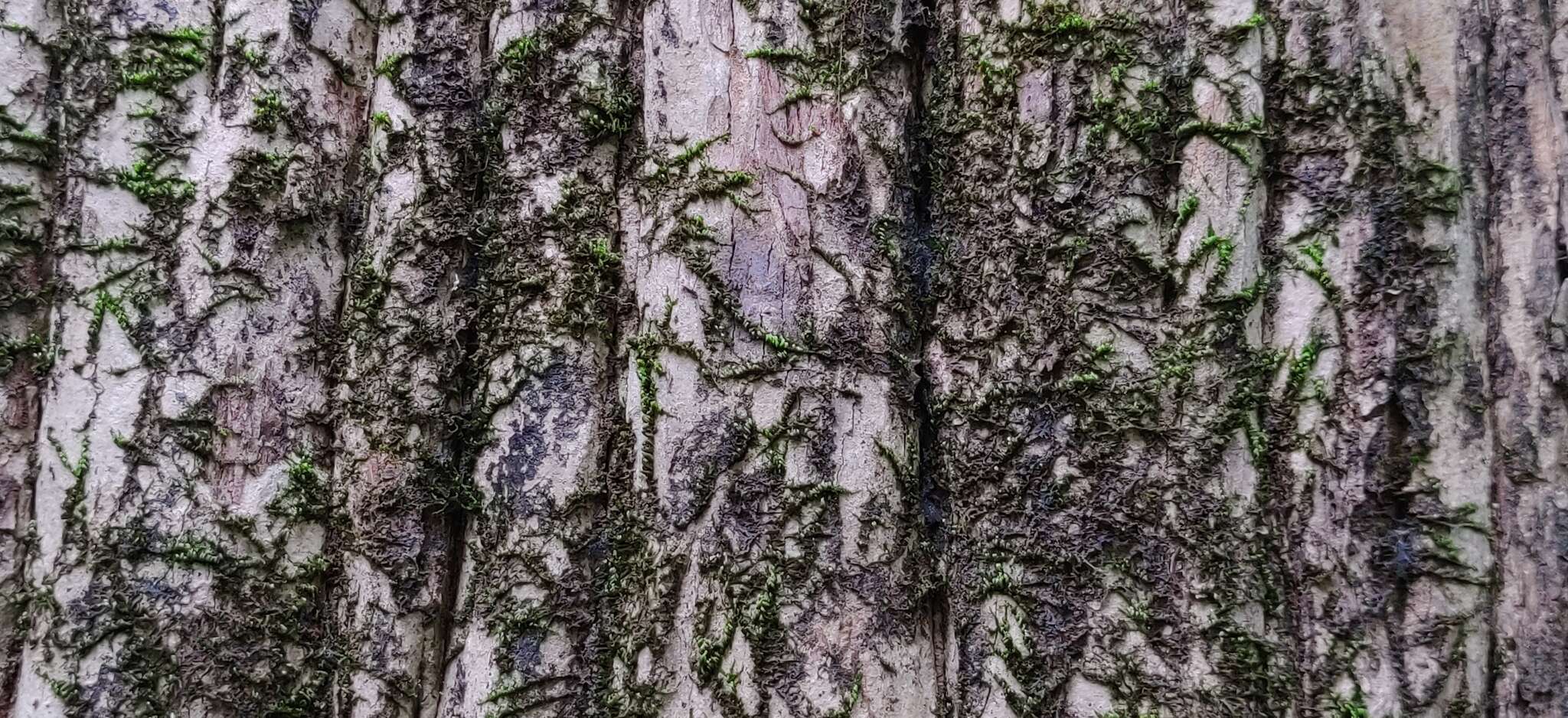 Plancia ëd Lagerstroemia microcarpa Wight