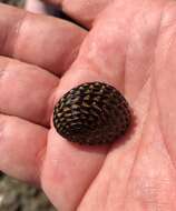 Image of Snakeskin Nerite