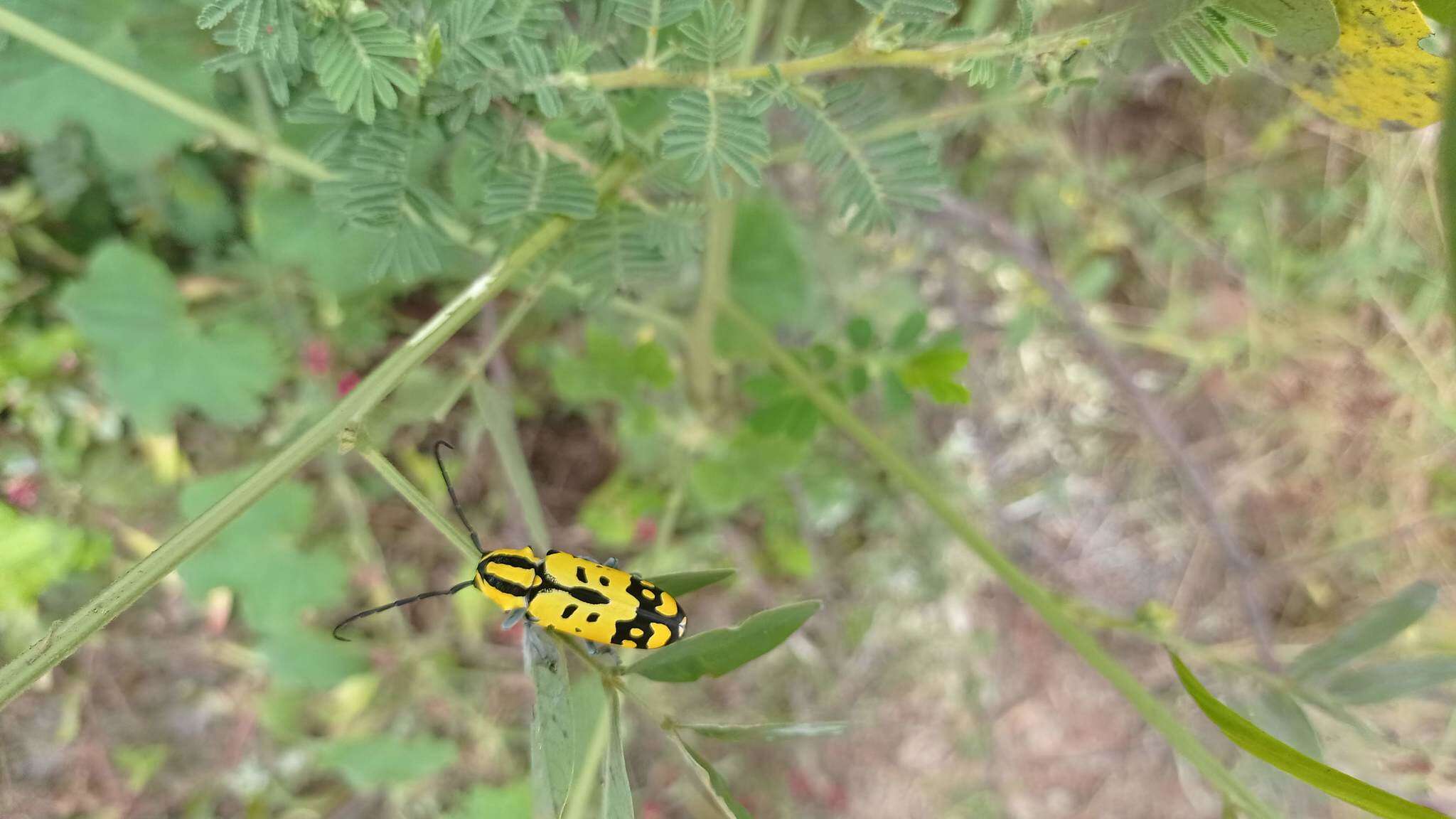 Image of Tragocephala variegata Bertoloni 1845