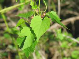 Image of heartleaf peppervine