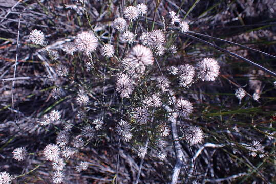 Image of Stoebe microphylla DC.