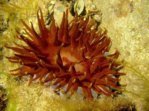 Image of southern anemone