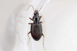 Agonum (Olisares) punctiforme (Say 1823)的圖片