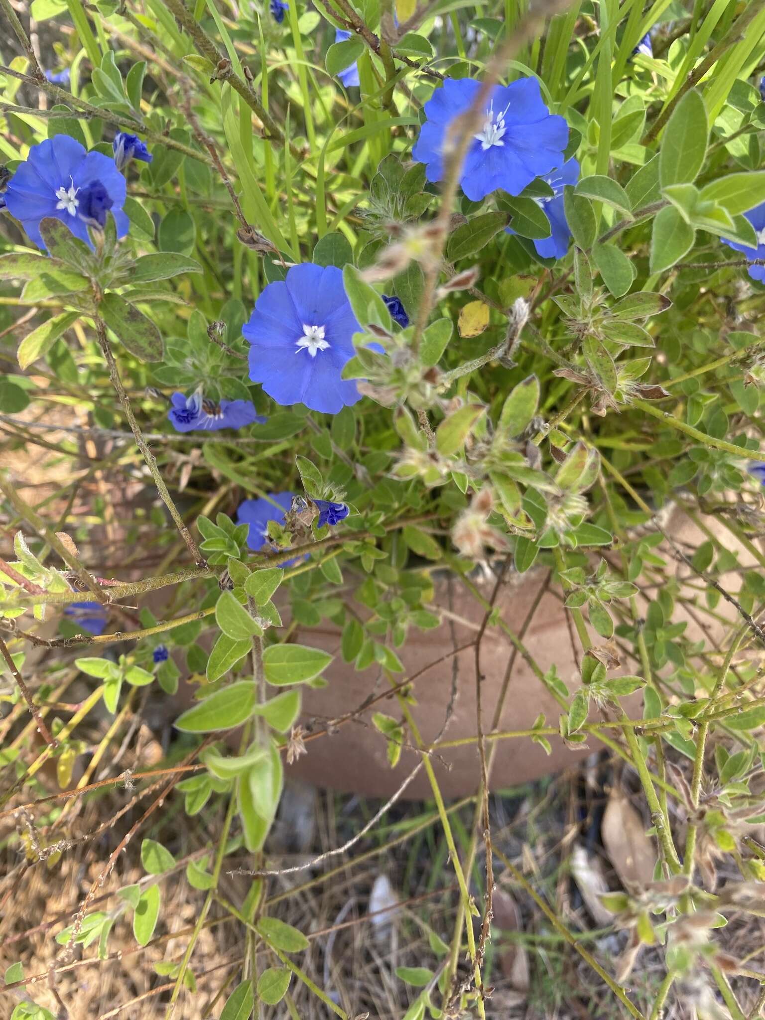 Image of Brazilian dwarf morning-glory