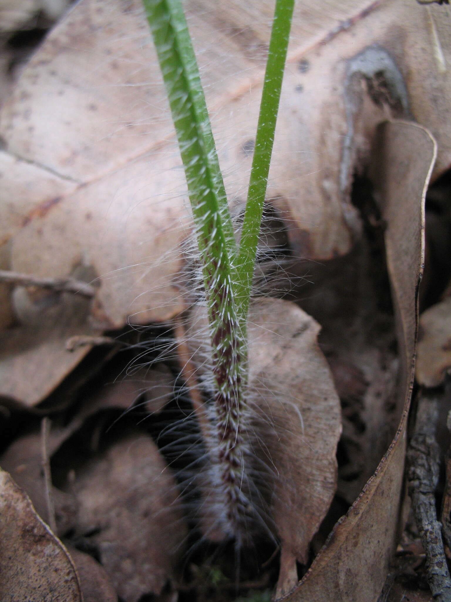 Image of Funnel-web spider orchid